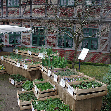 Pflanzenmarkt im Frühling
